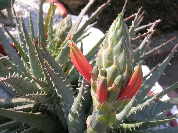 Spider Aloe
